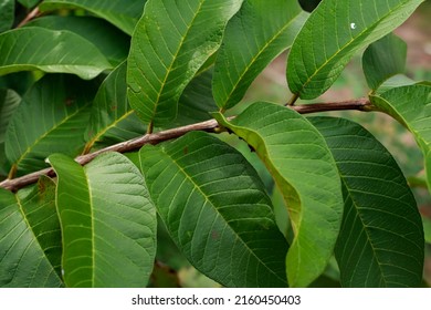 605 Benefits of guava fruit Images, Stock Photos & Vectors | Shutterstock