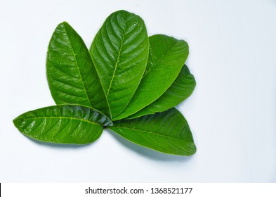 Guava Leaves On White Background