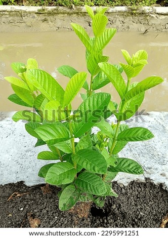 guava leaves are useful for diarrheal diseases Stock photo © 
