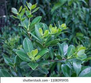 Guava Strawberry Seedling