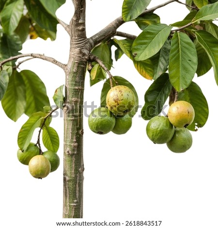 Guava tree on white background, can be used as graphic design 