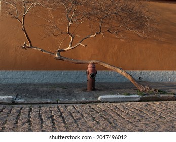 guava tree standing on a red fire hydrant, lit by the afternoon sun. - Shutterstock ID 2047496012