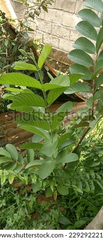 guava tree which can treat diarrheal disease Stock photo © 