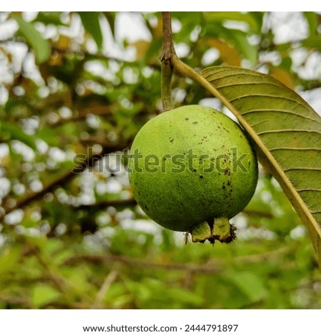 Guava is a tropical fruit that is native to Mexico, Central America, the Caribbean, and South America. It has a round to pear shape, with yellow skin and white, yellow, or pink flesh. The pulp contain