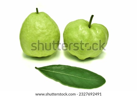 Guava.Fresh green fruit.Sweet taste and green leaves.Clustered and isolated.On a white background