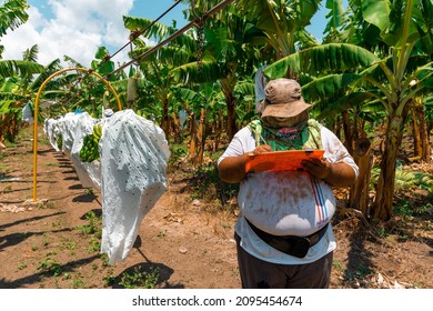 GUAYANILLA, PUERTO RICO - Apr 15, 2021: A Farmer Working In A Plantain Farm In Guayanilla, Puerto Rico