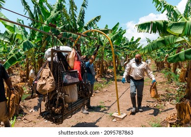 GUAYANILLA, PUERTO RICO - Apr 15, 2021: The Farmers Working In A Plantain Farm In Guayanilla, Puerto Rico