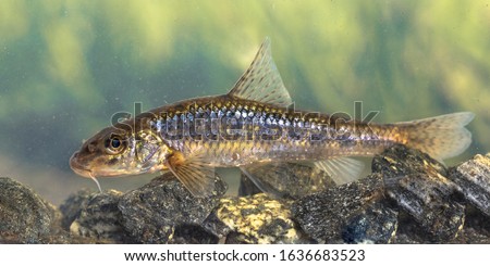 Gudgeon (Gobio gobio) freshwater bottom benthic fish in natural habitat on green background.