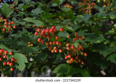 Guelder Rose (Cramp Bark) Berries Ripening