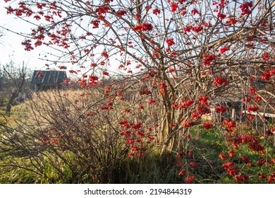 Guelder Rose. Red Berries, Kalyna