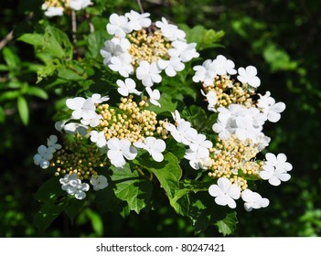 Guelder Rose (Viburnum Opulus)