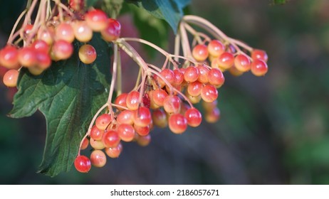 Guelder rose (Viburnum opulus) berries , in the bush. Summer season