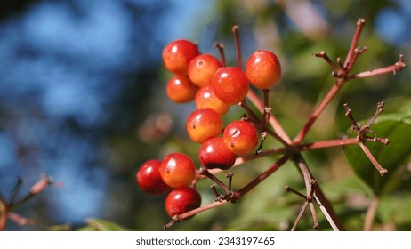 Guelder rose (Viburnum opulus) bright red berries, summer season