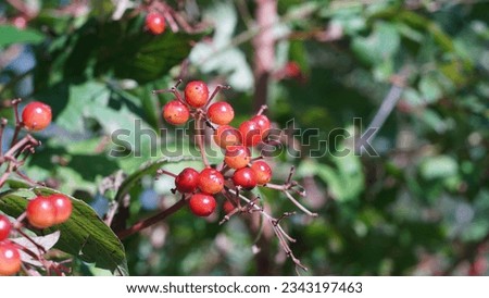 Guelder rose (Viburnum opulus) bright red berries, summer season