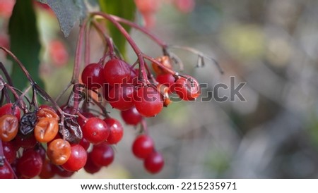 Guelder rose (Viburnum opulus) fruit berries, autumn season shots.