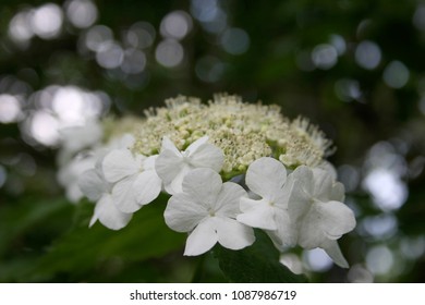 guelder rose (Viburnum opulus) white flowers close up  - Shutterstock ID 1087986719