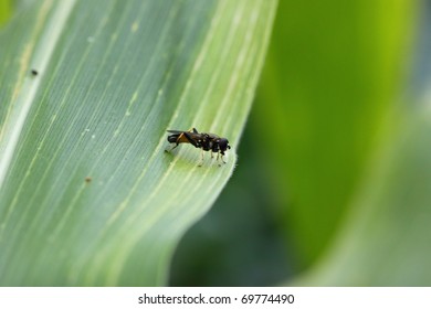 Guepe / Wasp