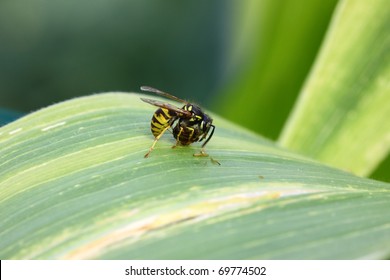 Guepe / Wasp