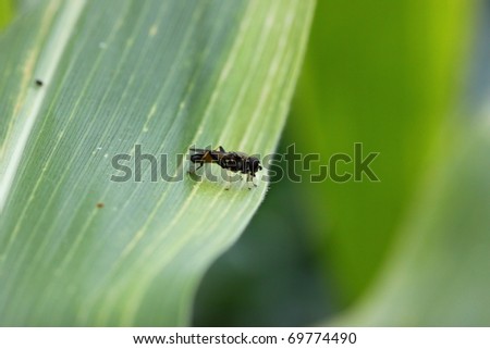Guepe / Wasp