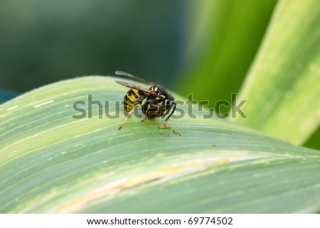 Guepe / Wasp