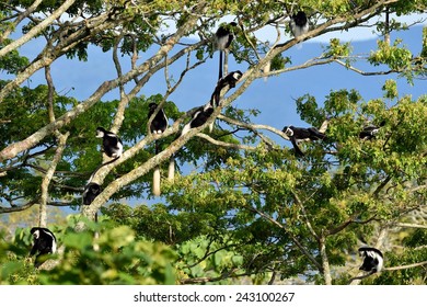 Guereza Black And White Colobus