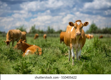 Guernsey Cattle