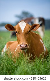 Guernsey Cattle