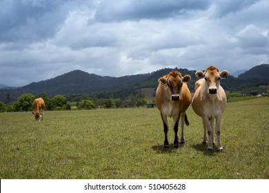 Guernsey Cattle