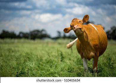 Guernsey Cattle