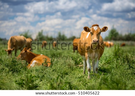 Guernsey Cattle