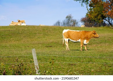 Guernsey Cattle Cows In A Field 