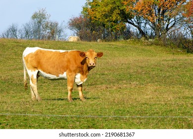 Guernsey Cattle Cows In A Field 