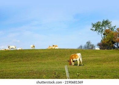 Guernsey Cattle Cows In A Field 