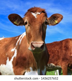 Guernsey Cattle Cows In Summer Sun