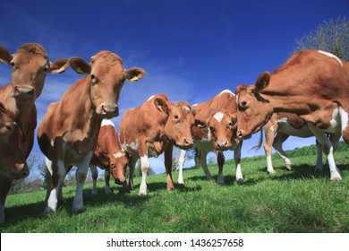 Guernsey Cattle Cows In Summer Sun