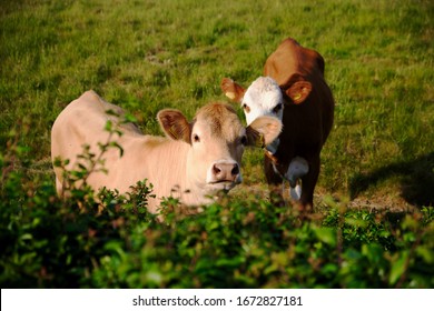 Guernsey Cattle Life On The Herm Island. 