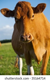 Guernsey Cow