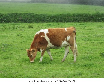 Guernsey Cow In Green Field