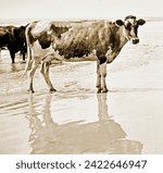 Guernsey Cows on a Beach, Holly Beach (now Wildwood) New Jersey, 1900, Vintage Photograph