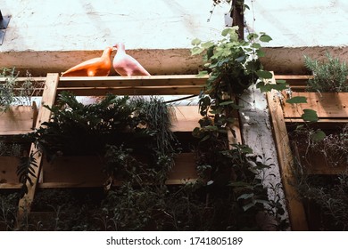 Guerrilla Gardening In Tel Aviv