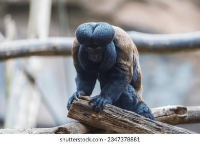 Guianan Bearded Saki, Chiropotes sagulatus with a pronounced beard and long, hairy tail - Powered by Shutterstock