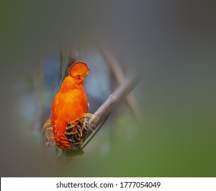 Guianan Cock Of The Rock Images Stock Photos Vectors Shutterstock Guianan Cock Of The Rock Images Stock Photos Vectors Shutterstock
