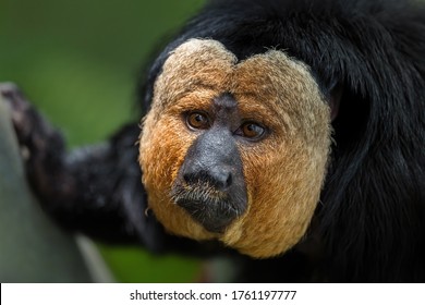 Guianan Saki - Pithecia pithecia, beautiful rare shy primate from South American tropical forests, Brazil. - Powered by Shutterstock