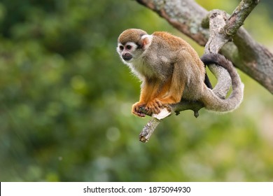 The Guianan squirrel monkey (Saimiri sciureus). Small monkey standing on tree branch. Monkey with orange body and frash yellow legs, very long black tail, white mask. Diffuse soft green background.  - Powered by Shutterstock