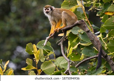 The Guianan squirrel monkey (Saimiri sciureus). Small monkey standing on tree branch. Monkey with orange body and frash yellow legs, very long black tail, white mask. Diffuse soft green background.  - Powered by Shutterstock