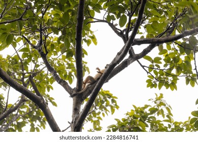 The Guianan squirrel monkey (Saimiri sciureus). Small monkey standing on tree branch. Monkey with orange body and frash yellow legs, very long black tail, white mask. Diffuse soft green background. - Powered by Shutterstock