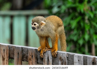 Guianan squirrel monkey, Saimiri sciureus at the sloth path on the Jari Canal at Alter do Chao, Santarem, Para State, Brazil. Squirrel monkeys are New World monkeys of the genus Saimiri.
