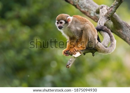 The Guianan squirrel monkey (Saimiri sciureus). Small monkey standing on tree branch. Monkey with orange body and frash yellow legs, very long black tail, white mask. Diffuse soft green background. 
