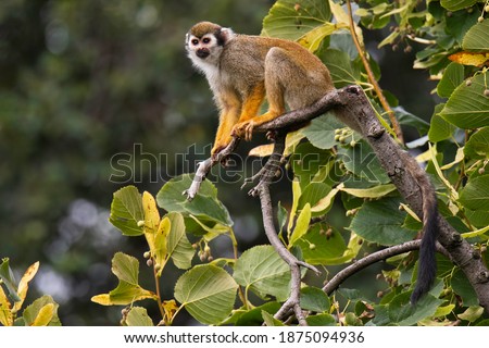 The Guianan squirrel monkey (Saimiri sciureus). Small monkey standing on tree branch. Monkey with orange body and frash yellow legs, very long black tail, white mask. Diffuse soft green background. 