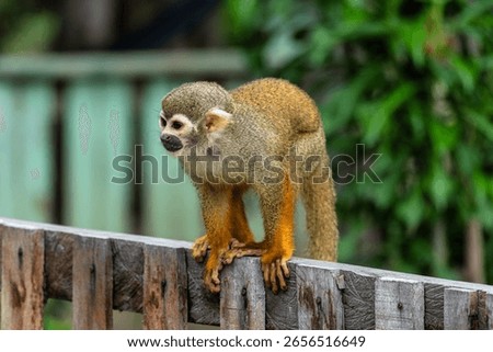 Guianan squirrel monkey, Saimiri sciureus at the sloth path on the Jari Canal at Alter do Chao, Santarem, Para State, Brazil. Squirrel monkeys are New World monkeys of the genus Saimiri.